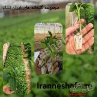 گلخانه های ایران نشاء