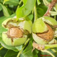 فروش انواع نهال گردو(www.gerdo.pro)