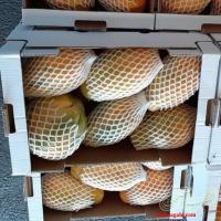 فروش عمده میوه پاپایا (خربزه درختی)