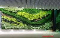 دیوار سبز green wall