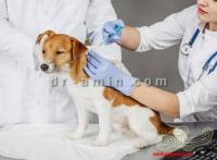درمان سگ و گربه