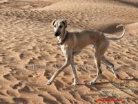 Dog breeding in Iran