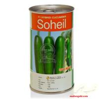 بذر خیار سهیل Cucumber SOHEIL F1 Nong Woo Bio