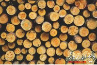 خرید و فروش چوب: چوب پالتی، ضایعاتی ، زغالی و تخته