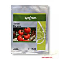بذر گوجه باروسور سینجنتا